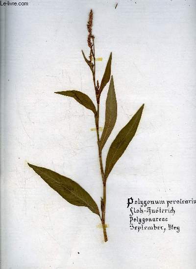 HERBARIUM - HERBIER NATUREL - PLUS DE 150 PLANCHES