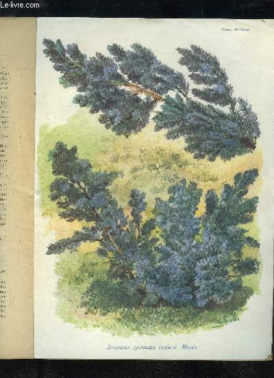 LA REVUE HORTICOLE 1933 N 13 - H. Martinet. >.F Lesourd. | Chronique horticole.G. Bellair. - Faits et commentaires : Les premiers progrs de l'Arboricul-ture.Abb Souillet. - Lilium candidum (Fertilit, serrrs, hybridation.L Sabourin. - Les Nnuphars et