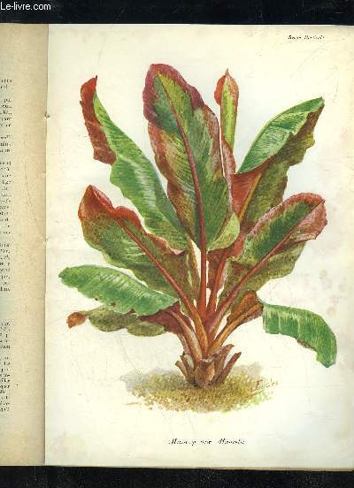 LA REVUE HORTICOLE 1933 N 24 - H, Martinet, tF.Lesourd.  Chronlque horticole.G.Bellair. - Faits et commentaires : Le petit Trianon.D. Bois. - Cytisus Battandieri.G.G. - Hivernage de la Jacinthe d'eau-J. Lochot. - L'ensachage des capitulesde Chrysanthme