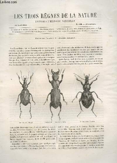 LES TROIS REGNES DE LA NATURE - LECTURES D'HISTOIRE NATURELLE / TROISIEME ANNEE  - N120 - 11 AVRIL 1866 / FAMILLE DES CARABIQUES OU CARNASSIERS TERRESTRES (1ere PARTIE).